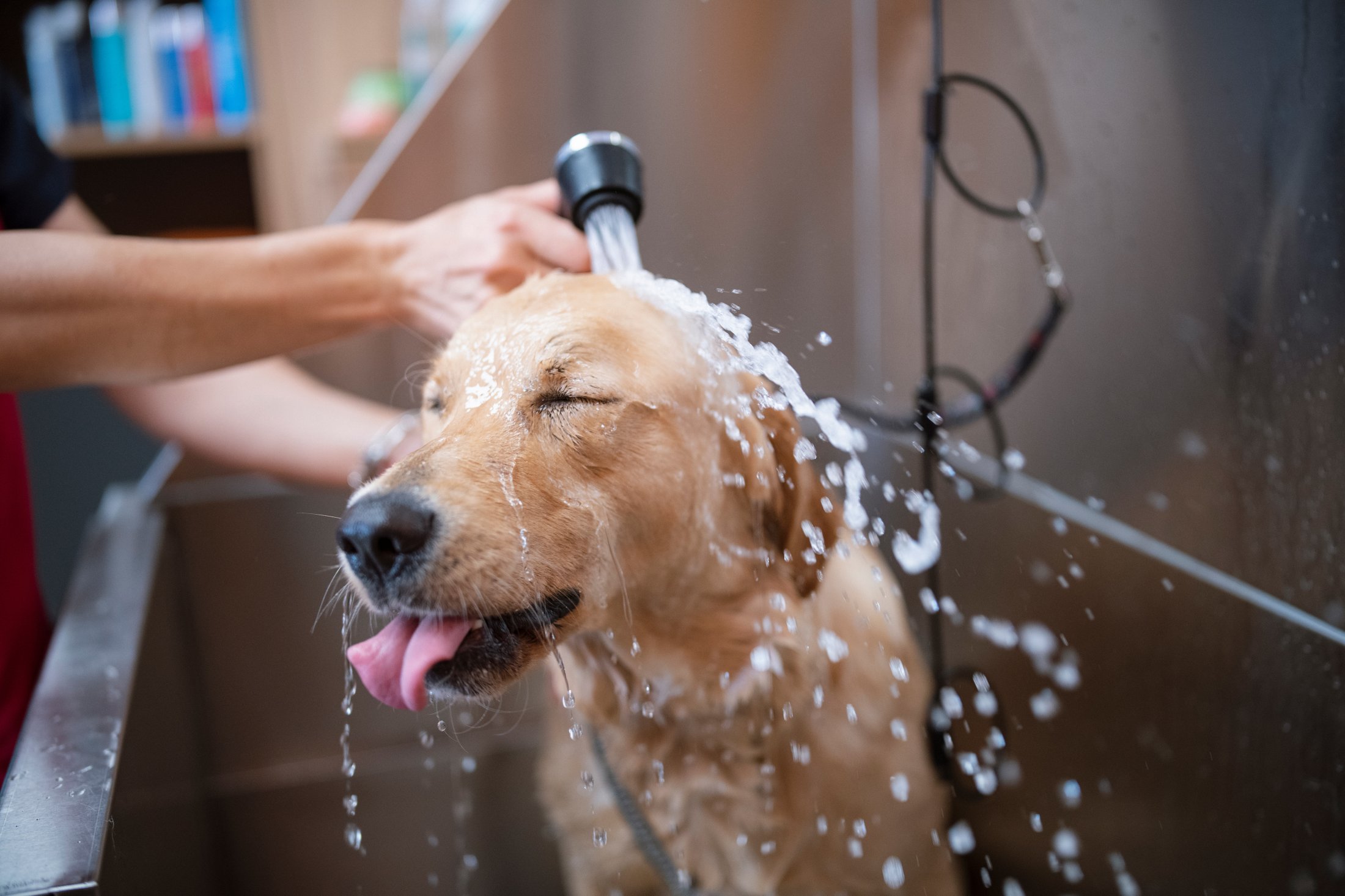Hund duscht